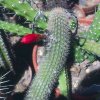 cleistocactus_acanthurus
